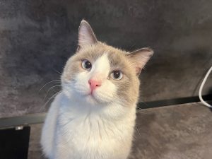 Фотография домашнего любимца на телефон