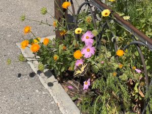 Фотография бабочки на телефон